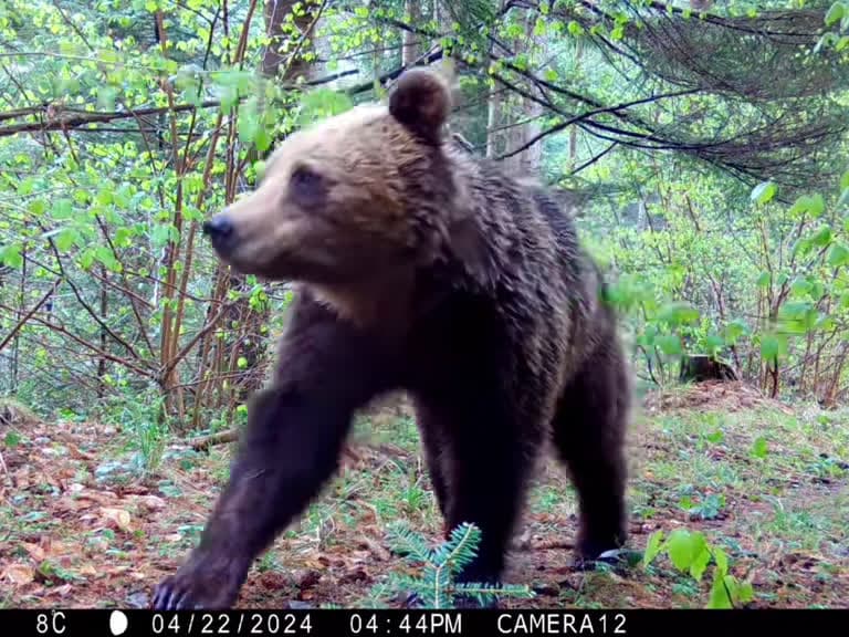 cover for Cowpoke on the trail cam: wild encounters from the range 🐾 #trailcam #wildlife #animal #compilation