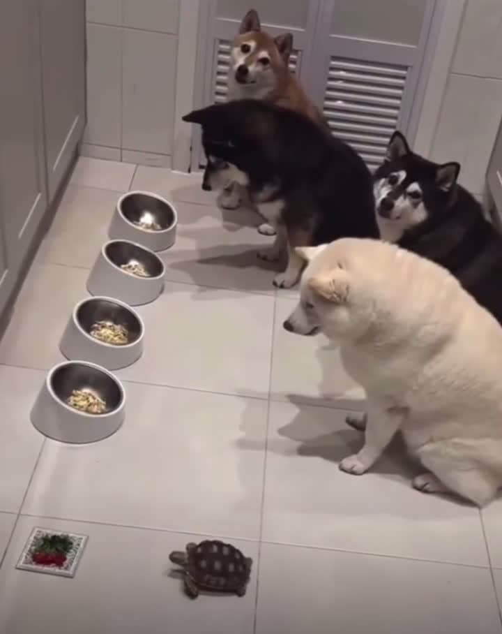 cover for These dogs wait patiently for their slower buddy to start eating 🐕❤️ #DogGoals #PetRespect #WaitingGame