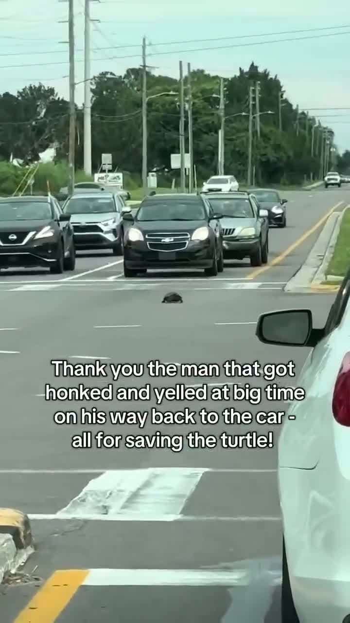 cover for Watch a quick rescue as a driver saves a turtle stranded in the road! 🐢 #WildlifeRescue #Heartwarming #TurtleSave