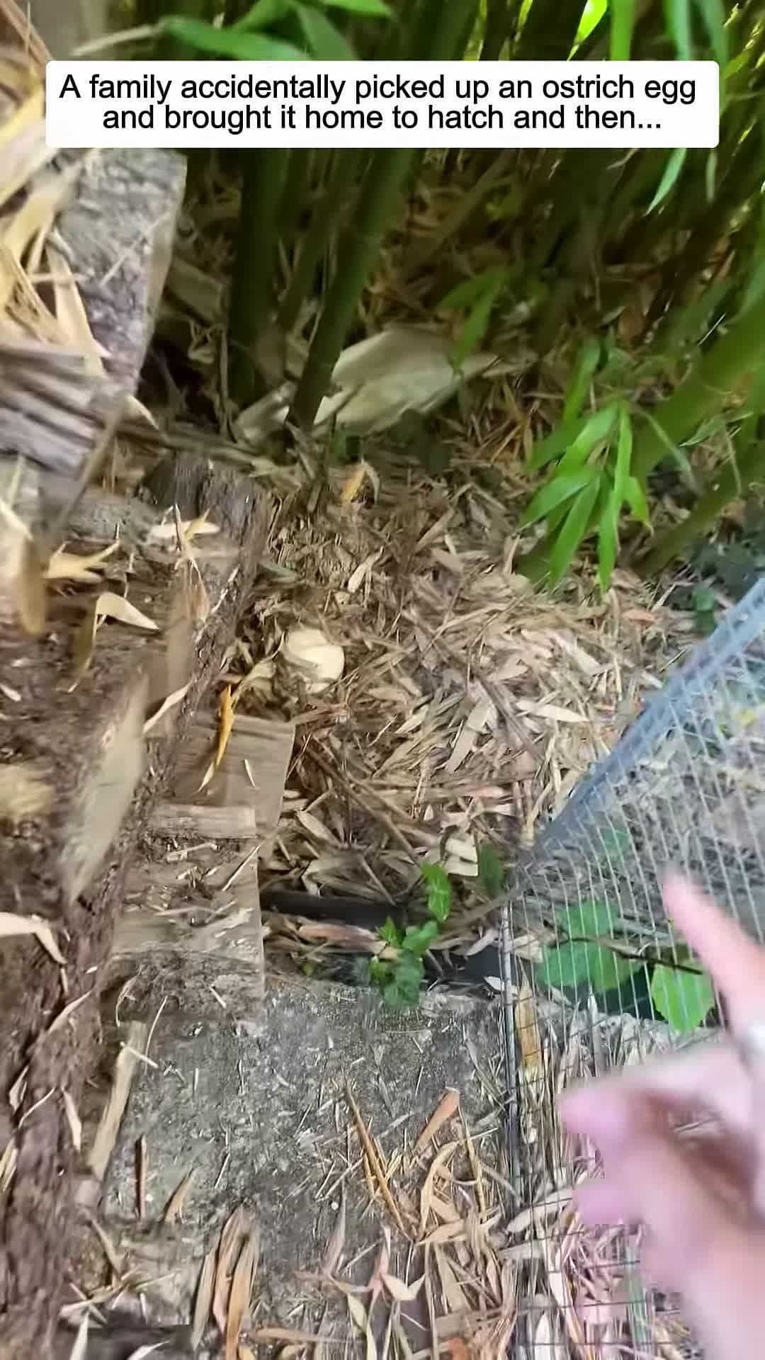 cover for A family accidentally picked up an ostrich egg and brought it home to hatch and then animalshorts
