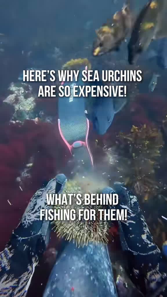 cover for Unlocking the secret of sea urchin roe: just 1-2 tablespoons of creamy uni per urchin 🦀🌊 #SeafoodLovers #Uni #UnderwaterFishing