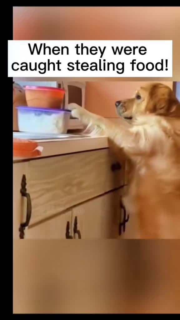 cover for Caught red-pawed stealing snacks! 😂 #DogMoments #FunnyPets #PetFails