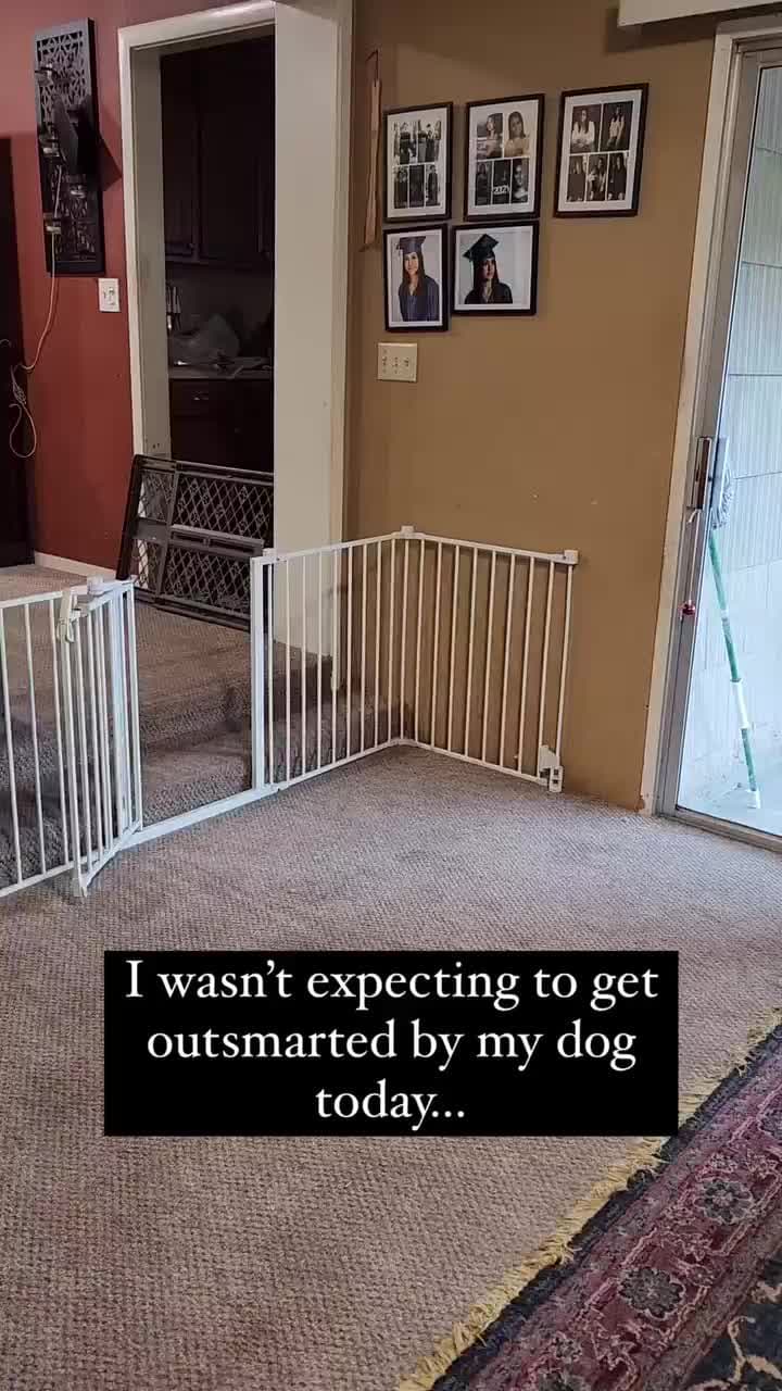 cover for Doggo is a smooth criminal 🤣🐶