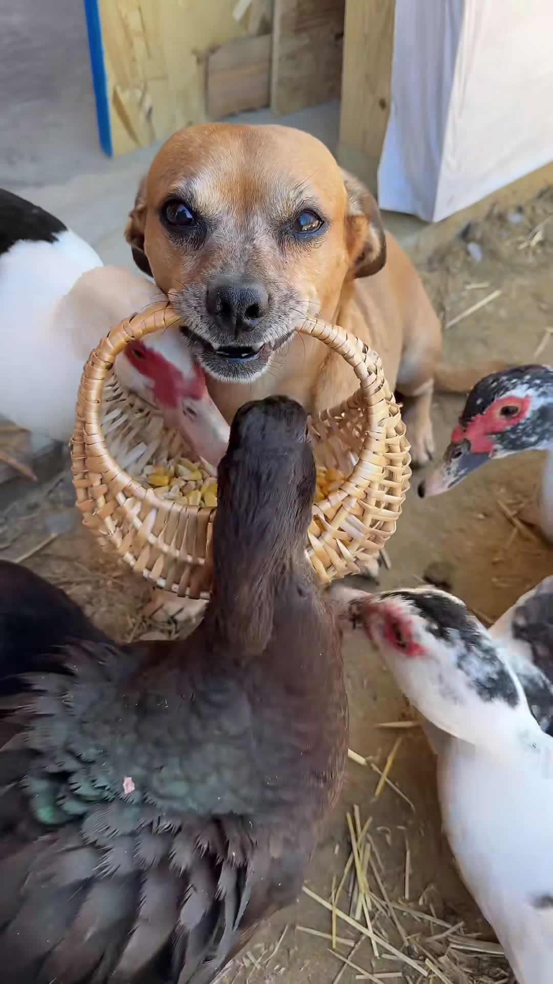 cover for Minion feeding aggressive ducks #theoneandonlyminion #farmdog #smalldog #ducks #narrowayhomestead