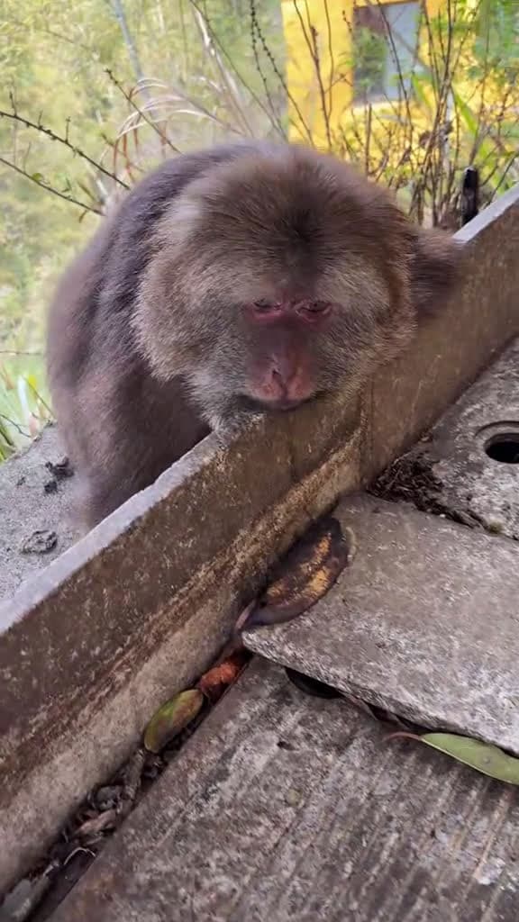 cover for Beautiful girl xing monkey monkey xingxing cute lovely 85878 #trending