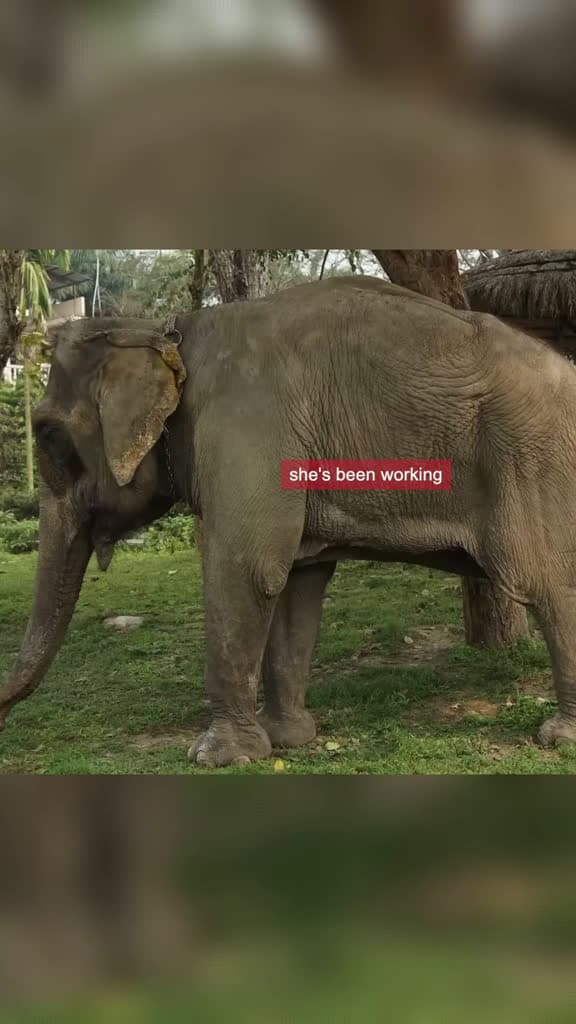 cover for 40-year-old captive elephant makes first friend elephant elephantsoftiktok animals 80013 #trend