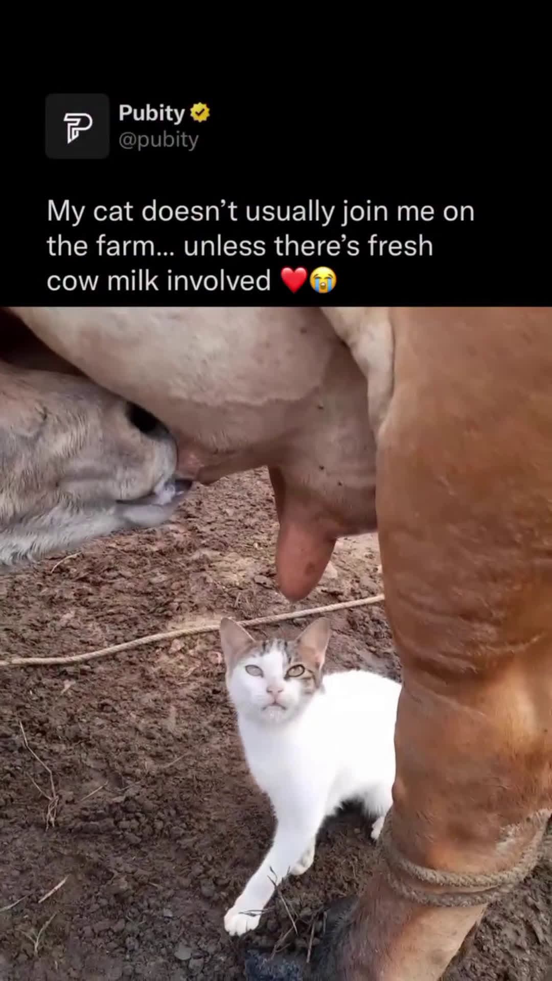 cover for cat loves fresh cow milk 
