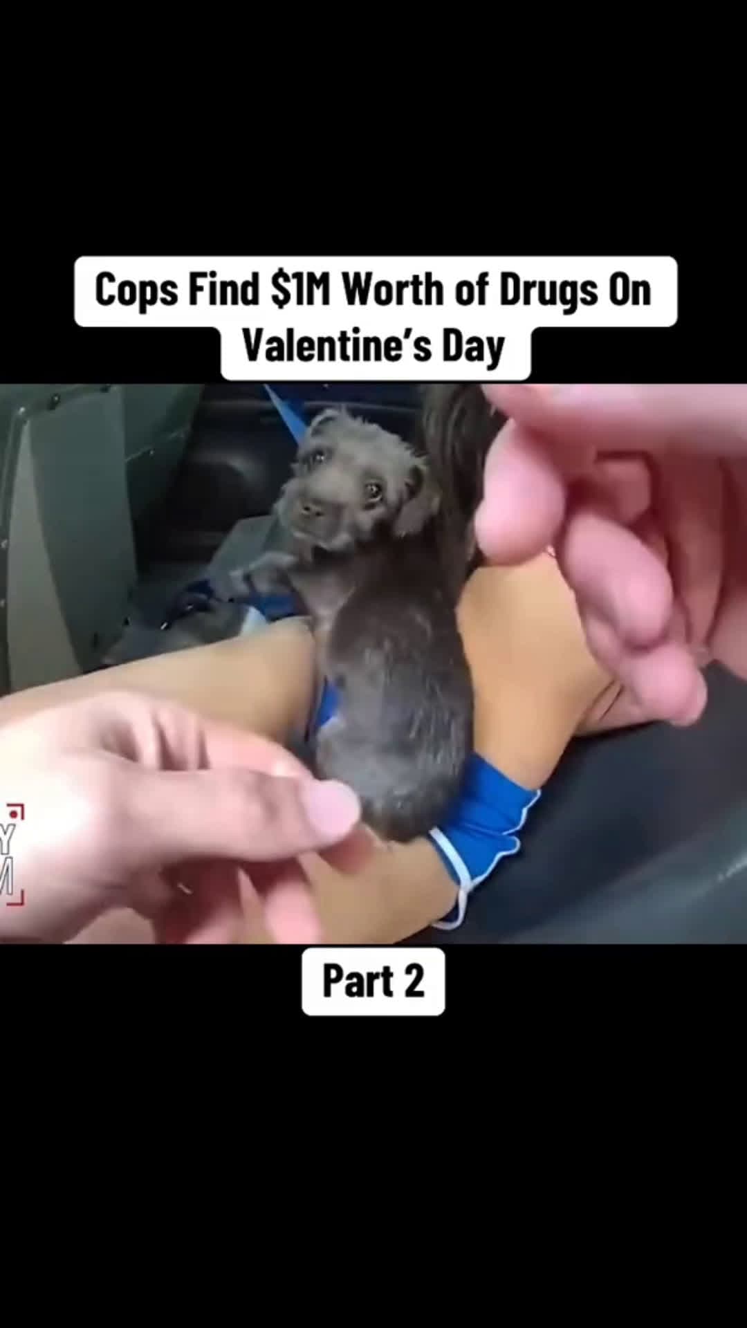 cover for Cops Find 1M Worth of Drugs On Valentines Day police#scoopz#fyp