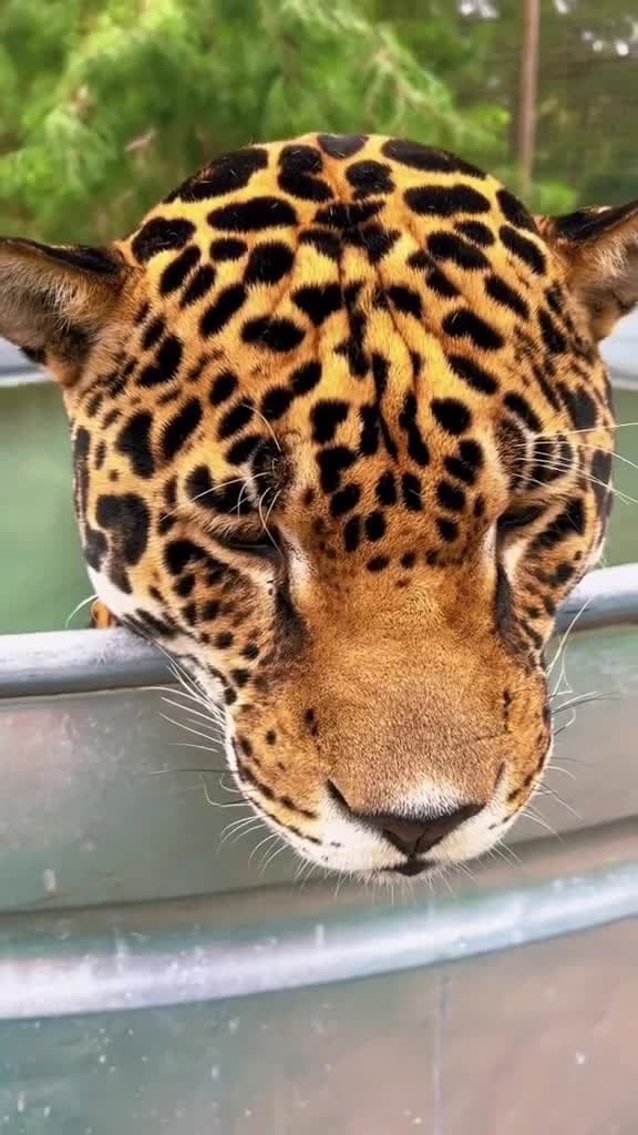cover for Tank kisses & boops! Book a tour at Singlevisionincorg #NOTpets #jaguar #jag #bigcat #bigcats #cat #cats #animal #asmr #animals #beautiful #amazing #stunning #handsome #boop #