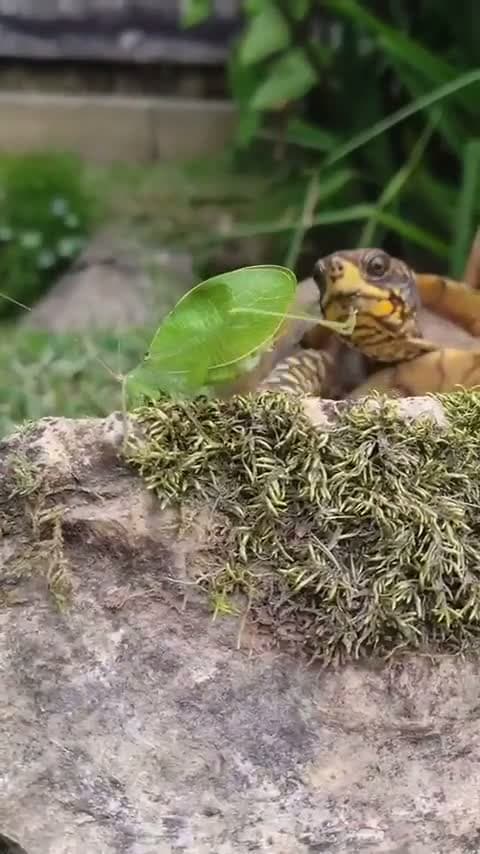cover for Turtle surprises with a snatch of a leaf insect! 🐢🍃 #NatureWildlife #Turtle #LeafInsect