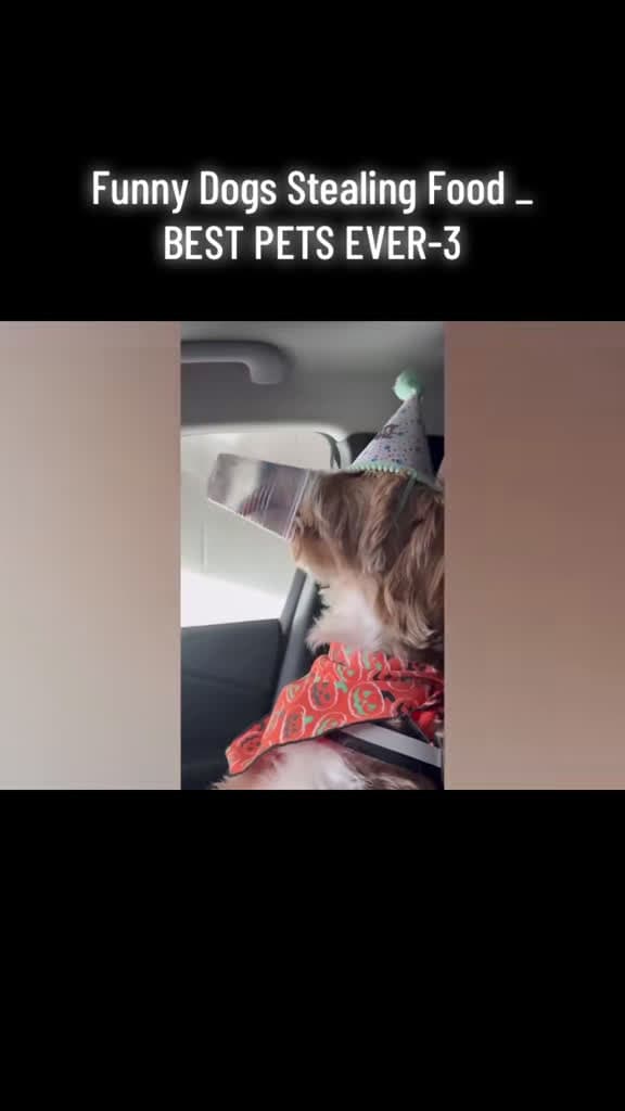 cover for Hilarious dogs caught red-pawed stealing snacks! 🐶🍕 #FunnyDogs #PetFails #DogLovers #BestPetsEver