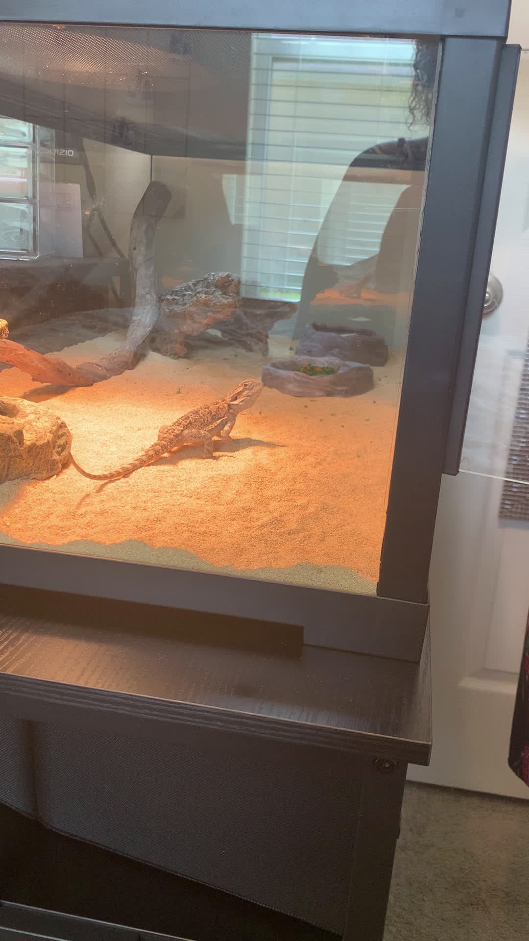 cover for Hanging out with RANGO 🦗🐉Watching him grow and eat his favorite food 🦗🌺🖤🌺