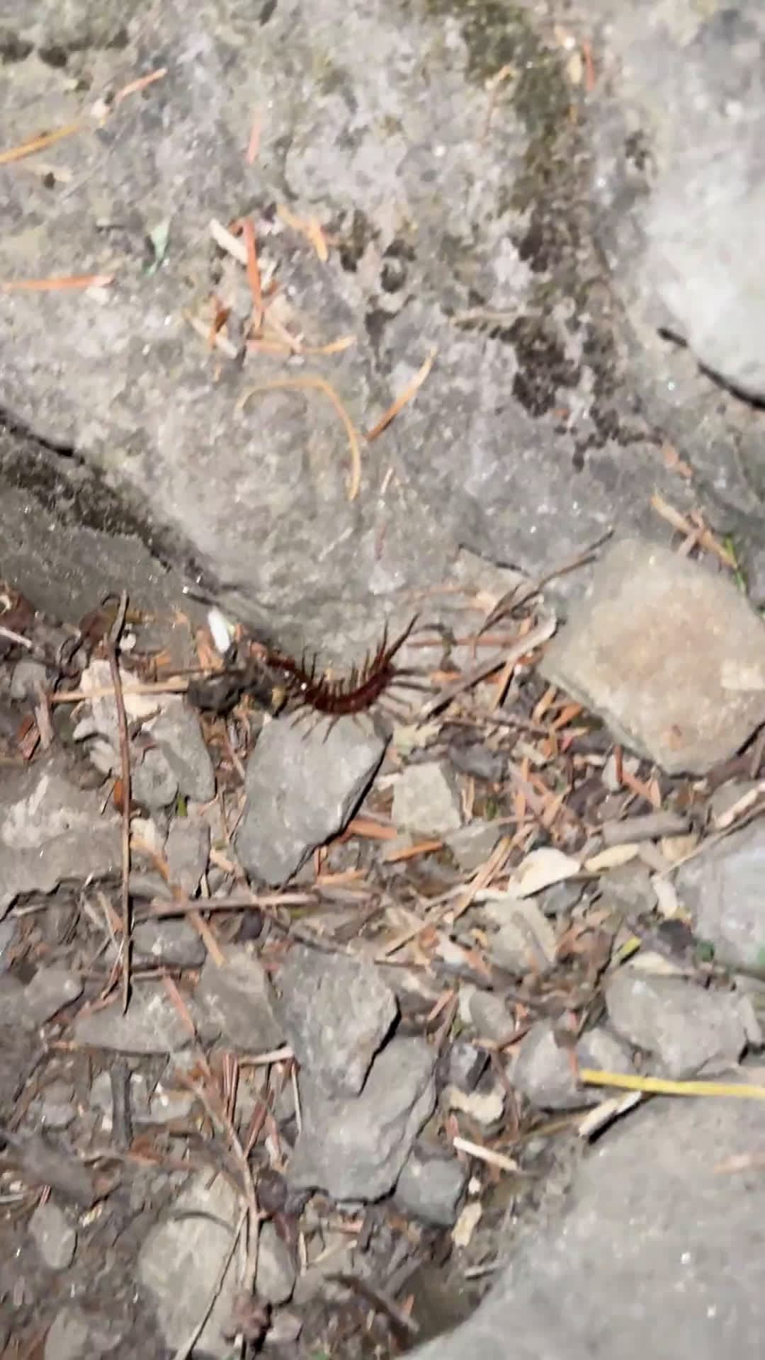 cover for Adorable centipede enjoys a tiny feast 🐛 #Centipede #NatureLovers #CuteAnimals