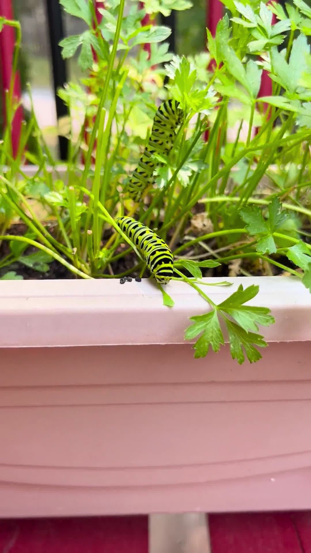 cover for Check out this adorable caterpillar! 🐛 #Nature #Cute #Wildlife