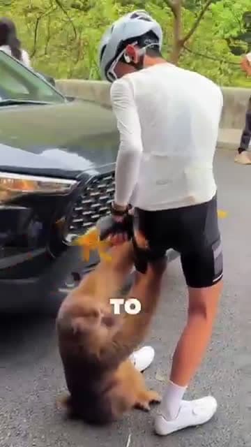 cover for Aggressive Monkey Caught Cyclist