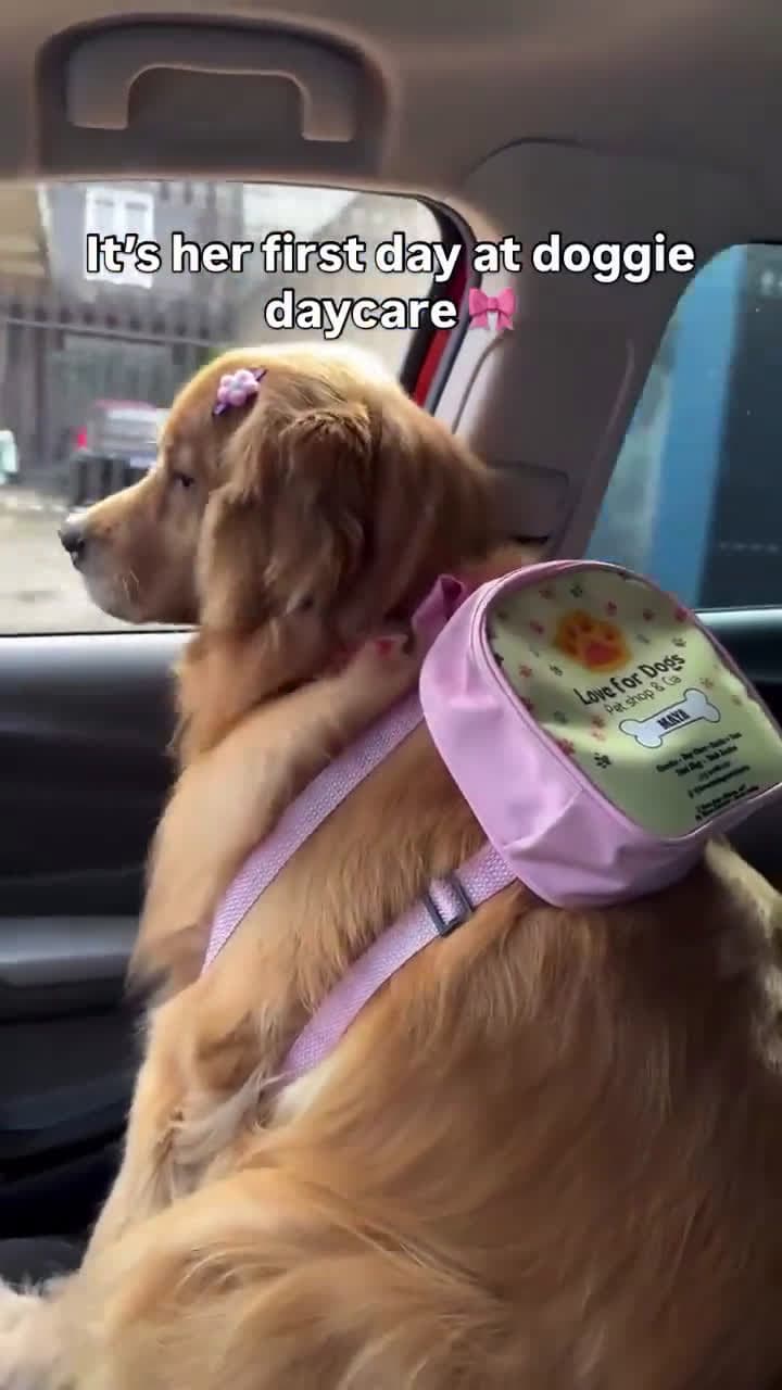 cover for Watch her adorable first adventure at doggie daycare! 🐾💕 #PuppyLove #DoggieDaycare #FirstDay