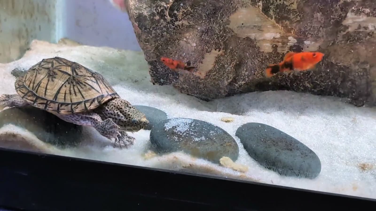cover for Meet my musk turtle and her swordtail roommates—watch their tiny aquarium adventures. She’s 10 months old now 🐢🐟 #MuskTurtle #AquariumLife #TankMates #PetReptile #FishTank