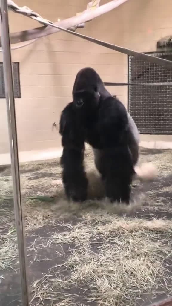 cover for When gorillas try sliding into your DMs 😂 #funny #animals #comedy