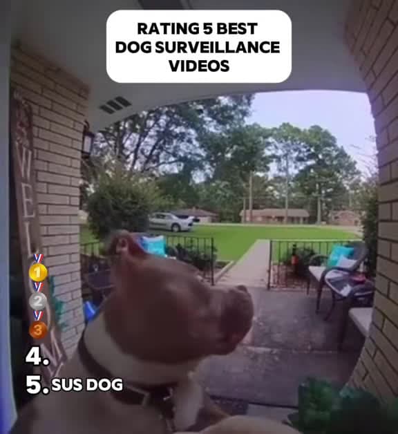 cover for What are the dogs doing? One pup finishes last 😏 #FunnyDogs #DogVideo #ViralDog #DogHumor