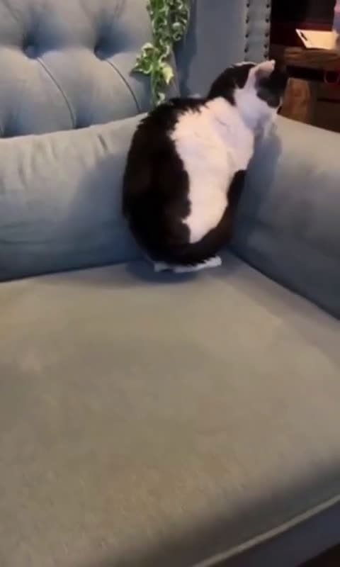 cover for Watch this cat curl into a perfect circle! 🐱 #CatsOfInstagram #CatCircle #CuteCats