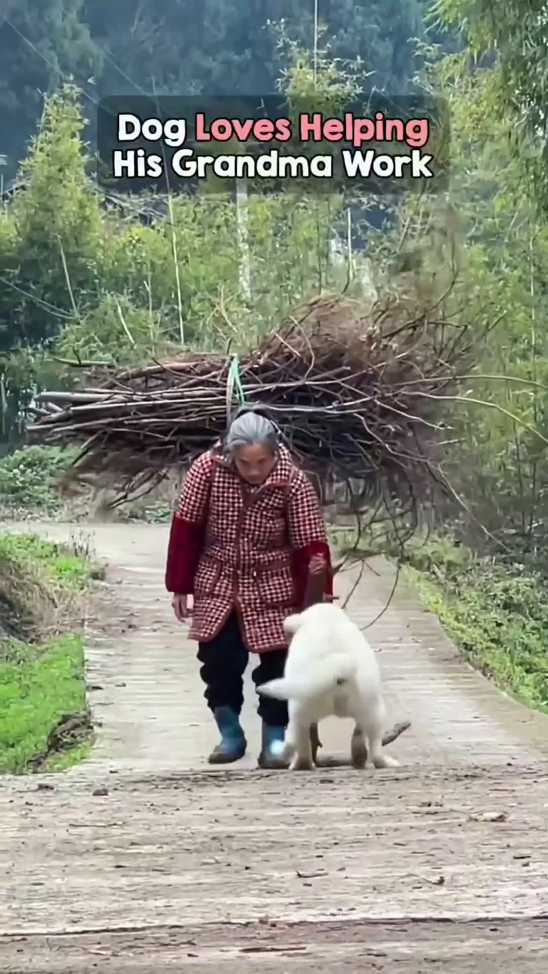 cover for This Labrador loves helping his Grandma carry things! ❤️🙏 #viral  #scoopz #dog #labrador #farmer #helping