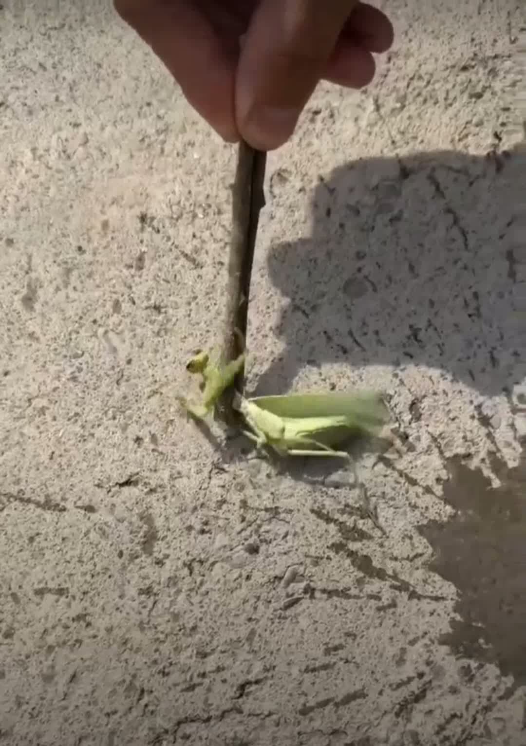 cover for creepy ass parasite that gains control over its host😨