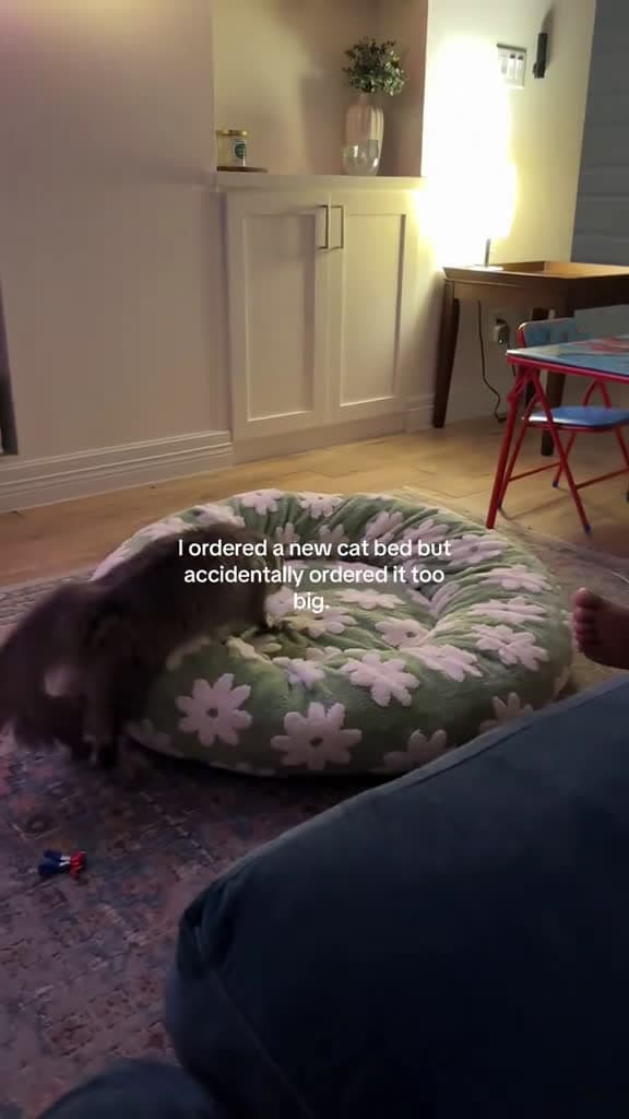 cover for The Cozy Cat Bed: Toddler's New Sleep Spot!