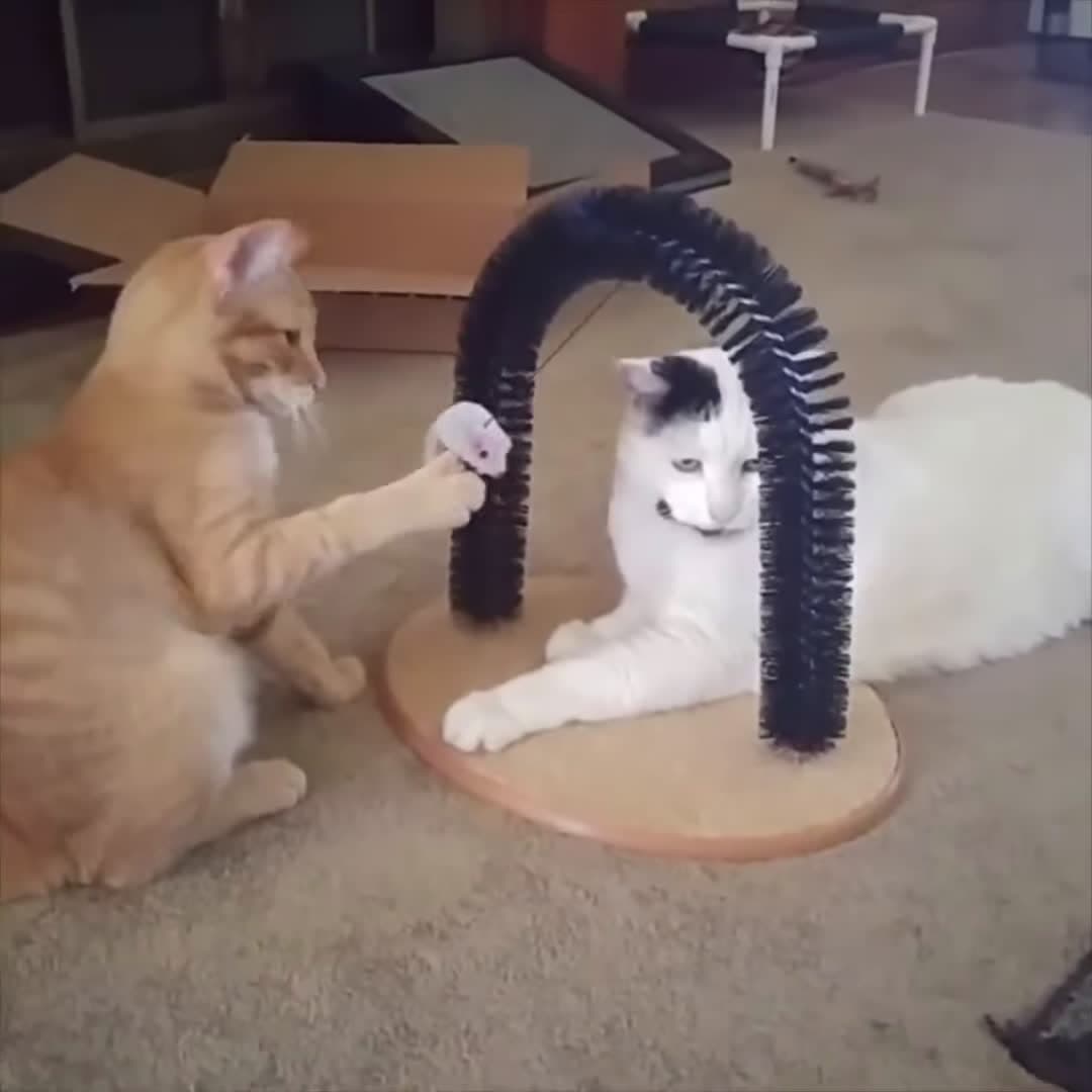 cover for Funny Cats Video The funniest & cutest cat videos Funny Pets Lovers #funnyanimals #funnypetsvideo #amazinvideo #animalrescuse #cutebabies