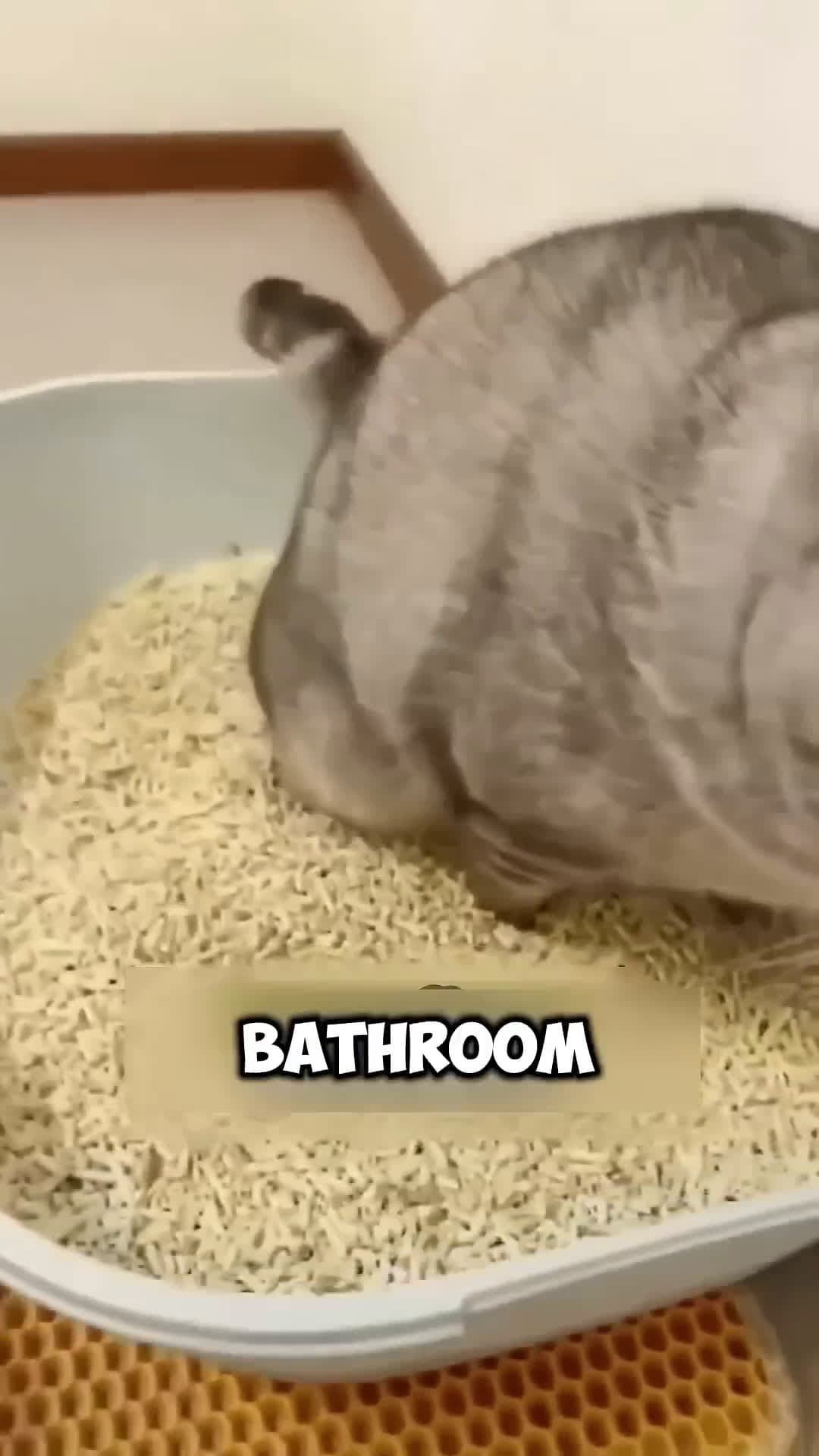 cover for This Cat Thinks It Laid an Egg What Happens Next is Shocking