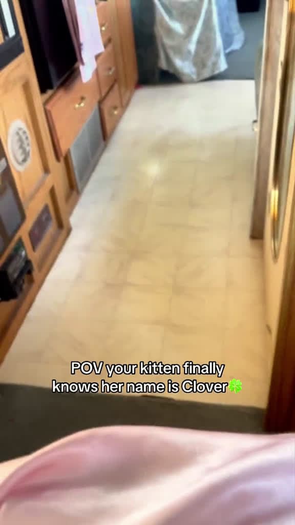 cover for Calling her name in front of her cat cats catlover kitten catsoftiktok fyp 17271 #shortvideos