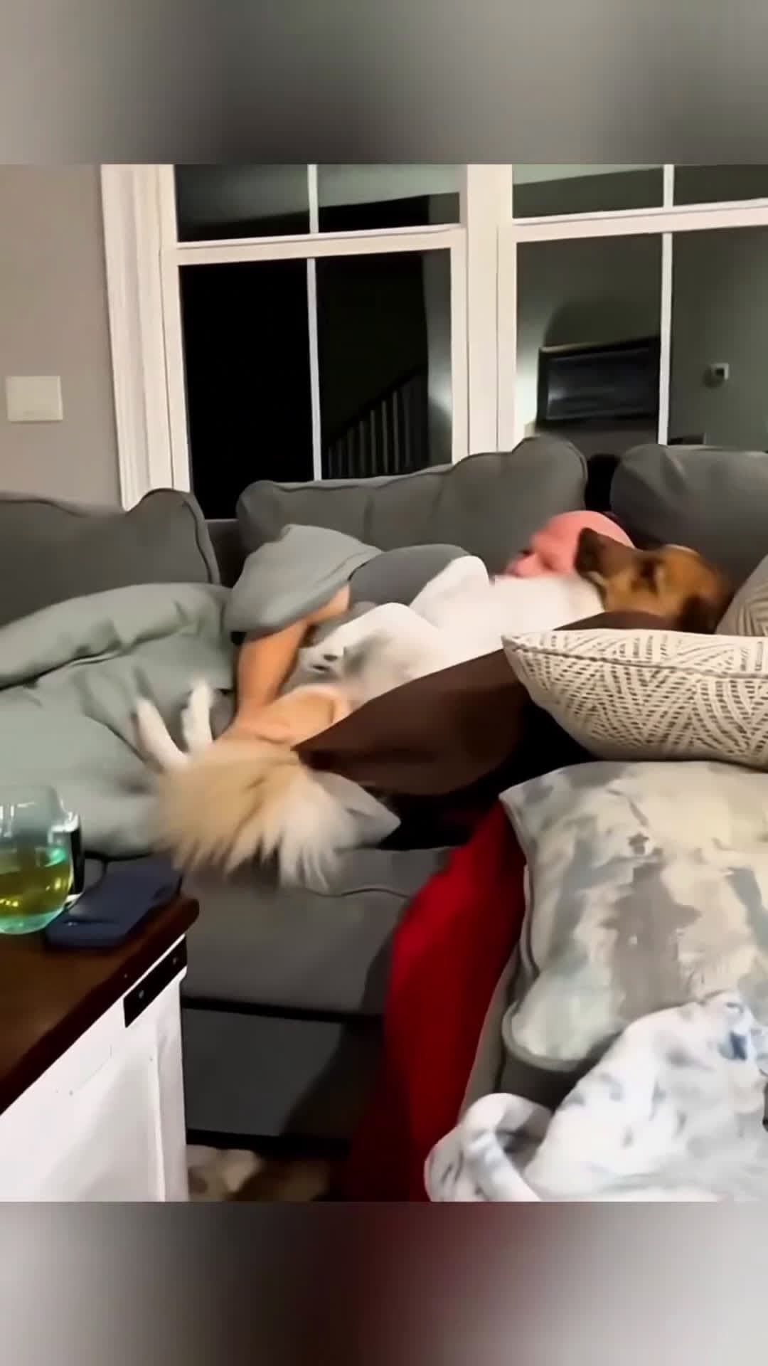 cover for i want your attention buddy #cute #funny #petlovers