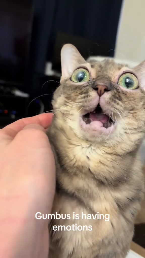 cover for Very cool!  #fyp #foryoupage #Gumbus #rescuecat #catsoftiktok  created by Gumbus with The Paper Kites’s Woodland
