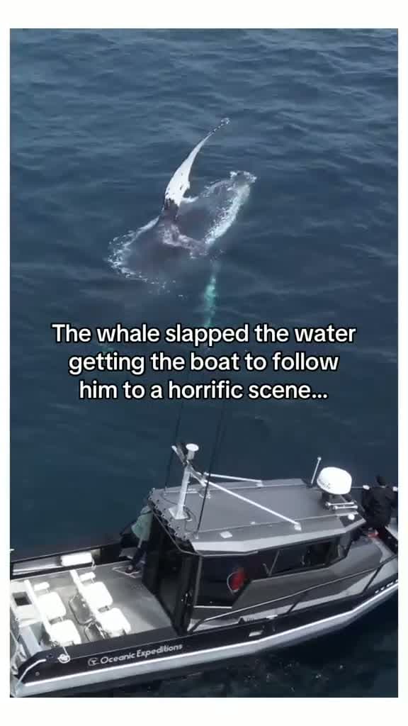 cover for The whale slapped the water getting the boat to follow him to a horrific scene.. #CaughtOnCamera