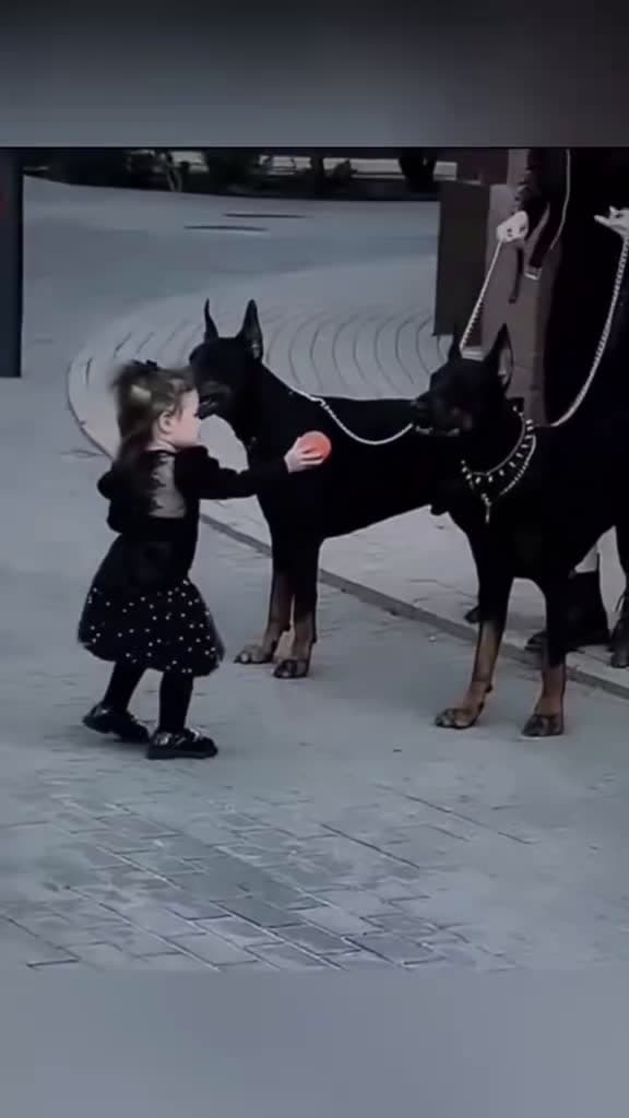 cover for Dobermans are lovers dog baby pet cute bestfriend tiktok dogsoftiktok foryou usa 35214 #ilovescoopz