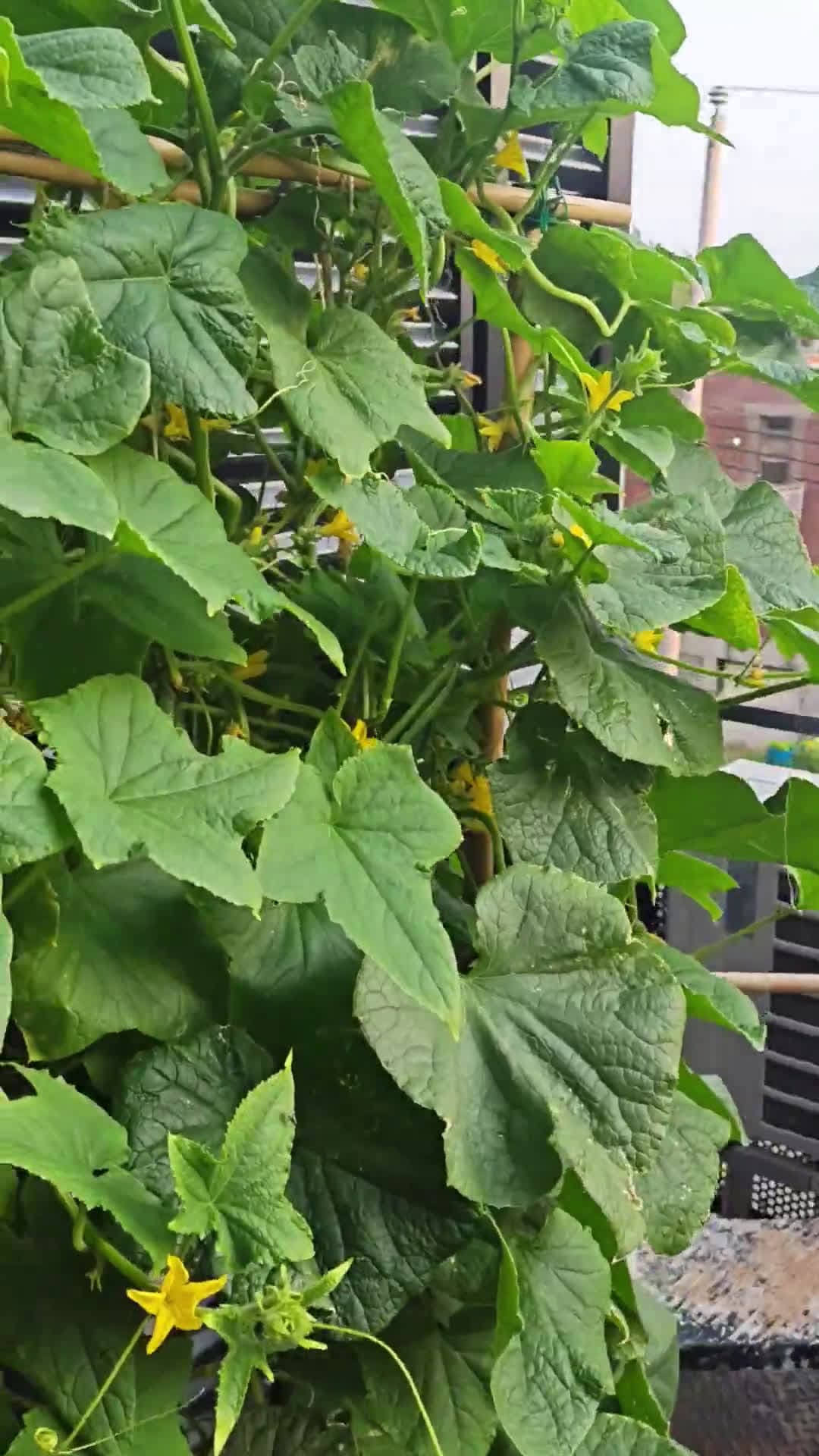 cover for My first container garden is thriving on my balcony! 🌱🪴 #ContainerGarden #UrbanGardening #GrowYourOwn