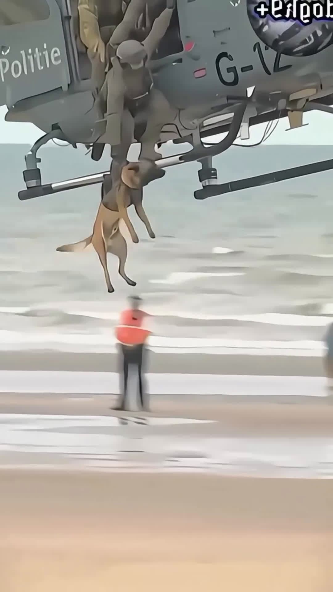 cover for k9 Dogs 🐕 