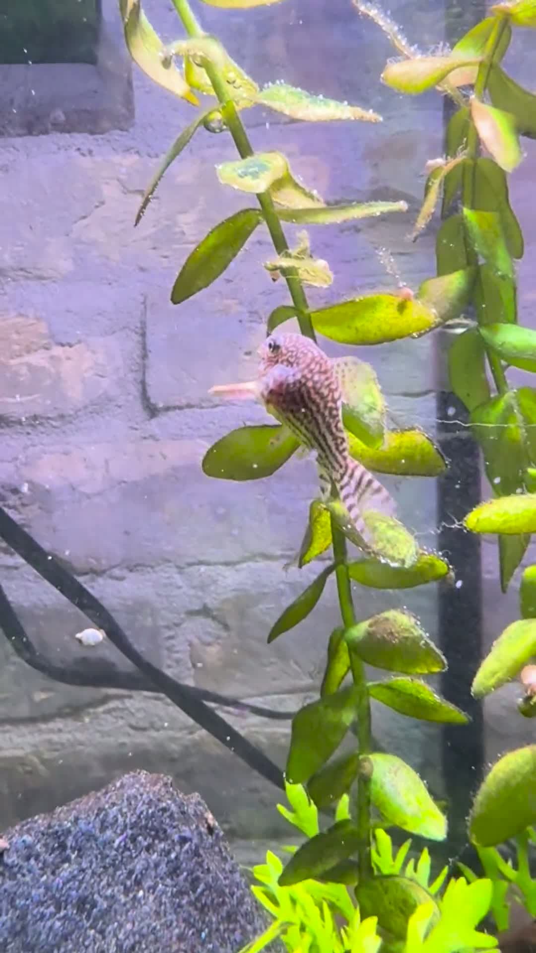 cover for HELP! What’s happening to my cory? 🐟 #FishCare #CoryCatfish #AquariumProblems #PetFish