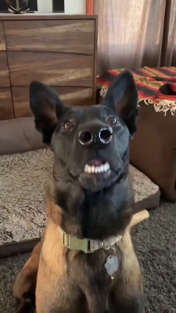 cover for PetsOfTikTok dogsoftiktok doglover funnyvideos 41118 #shortvideosscoopz