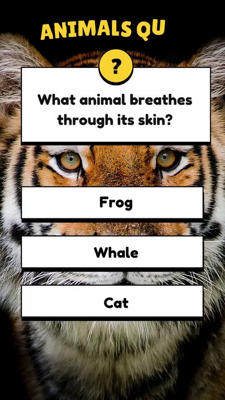 cover for Quiz About Animals!#quiz #quizz #quiztime #animals #quizchallenge #trivia #quizzes #mindgame #information #knowledge #generalknowledge #learn #iqlevel #animals #brainteaser #africa #UK #USA #fyp