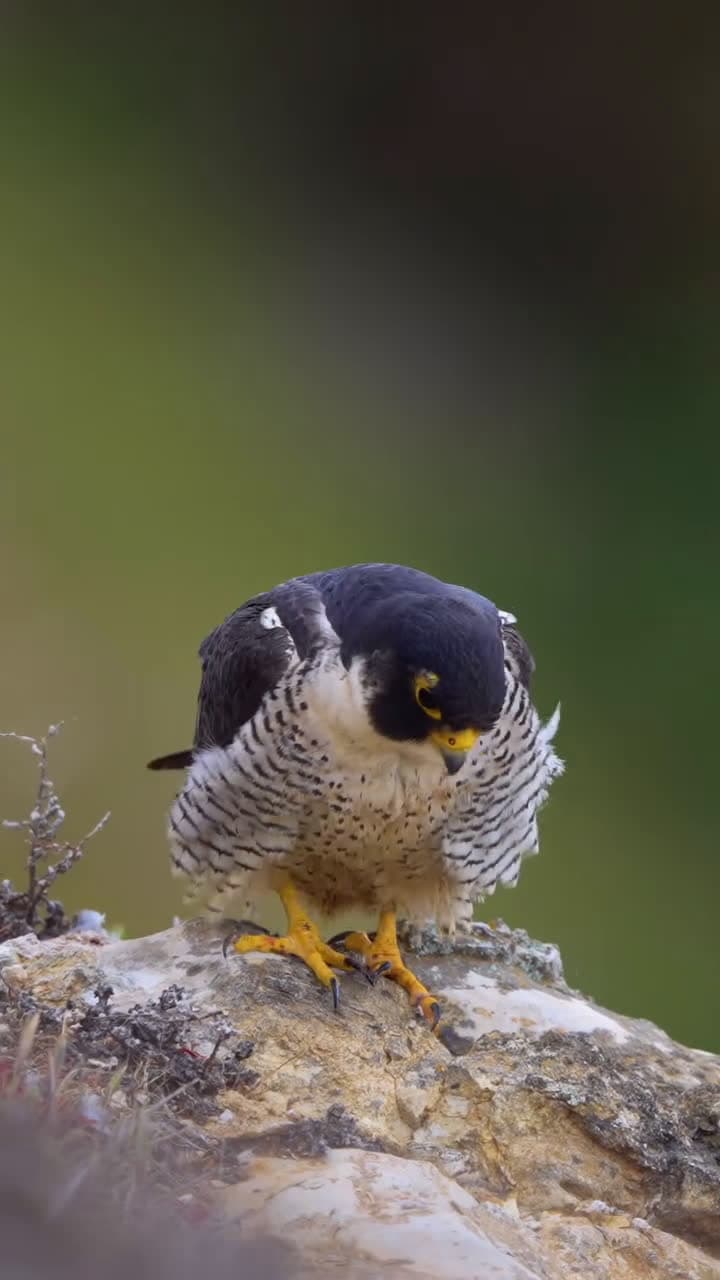 cover for Birds