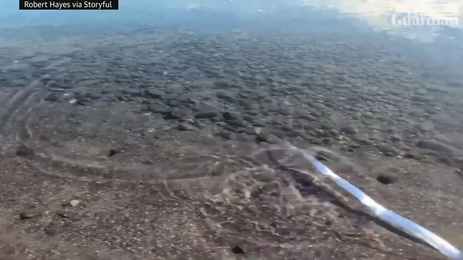 cover for Mysterious Shimmering Oarfish Washes Ashore in Mexico! 🌊✨ #Oarfish #OceanMystery #BeachFind