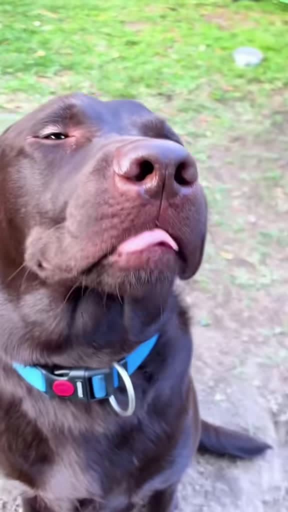 cover for Caught in the act! 😂 #dogfails #funnydogs #guiltydog