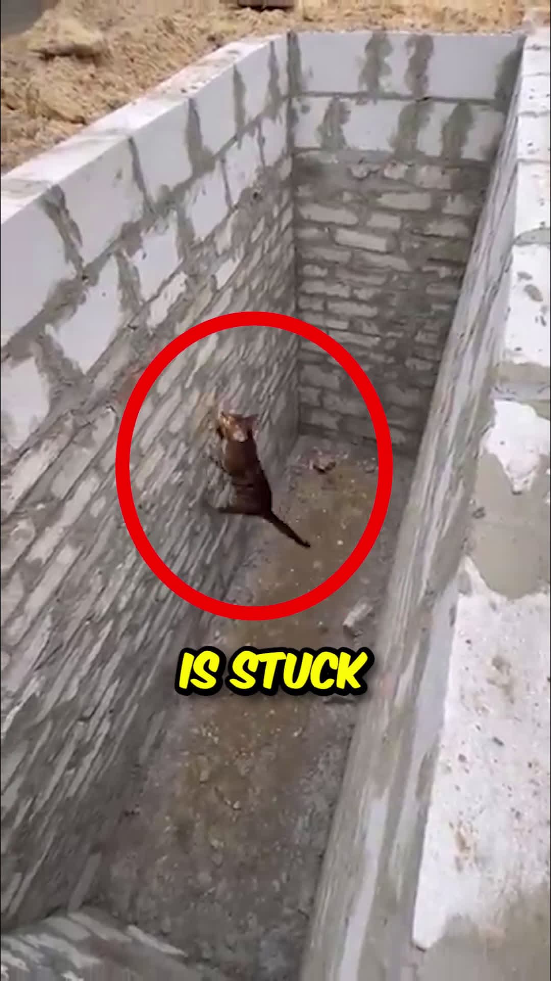 cover for This Cat is Stuck in a Hole but