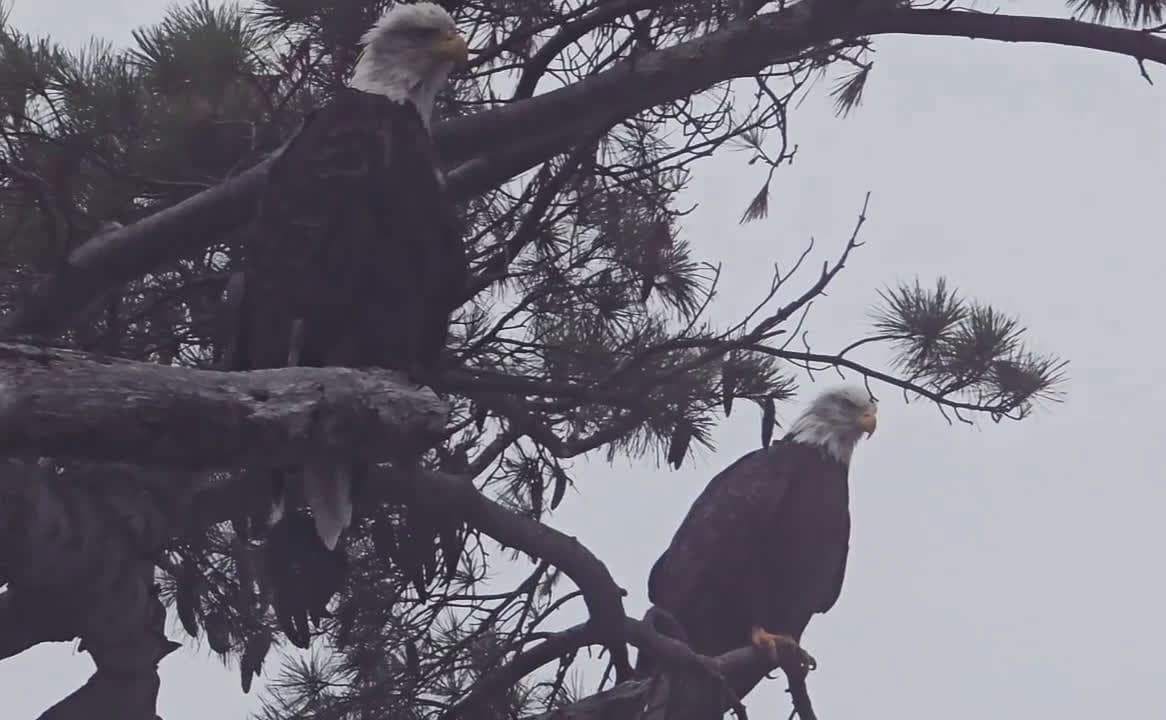 cover for Judgmental eagles glare through the fog, nature's toughest critics 🦅🌫️ #Eagles #Fog #Nature #Wildlife