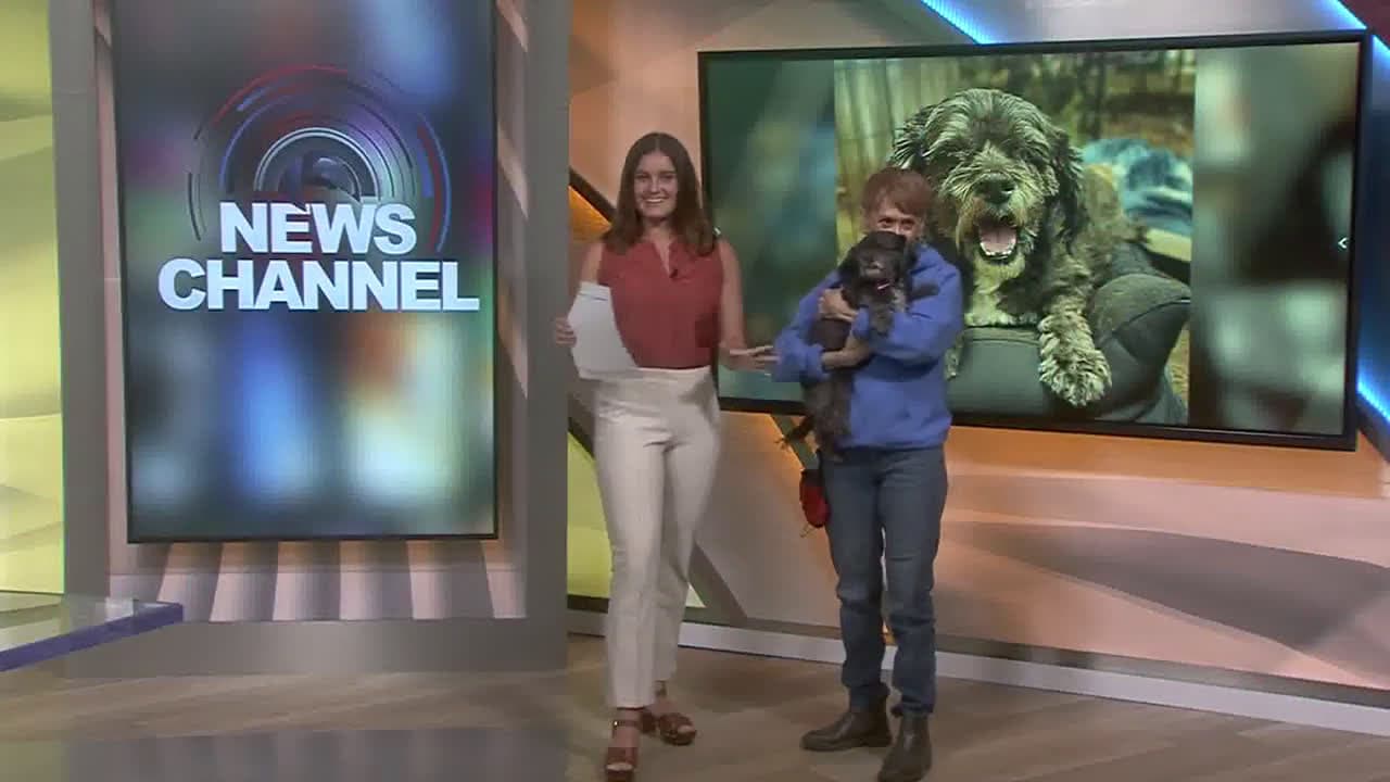cover for Meet Gus! Gus visited the Morning News in hope of finding his fur-ever home