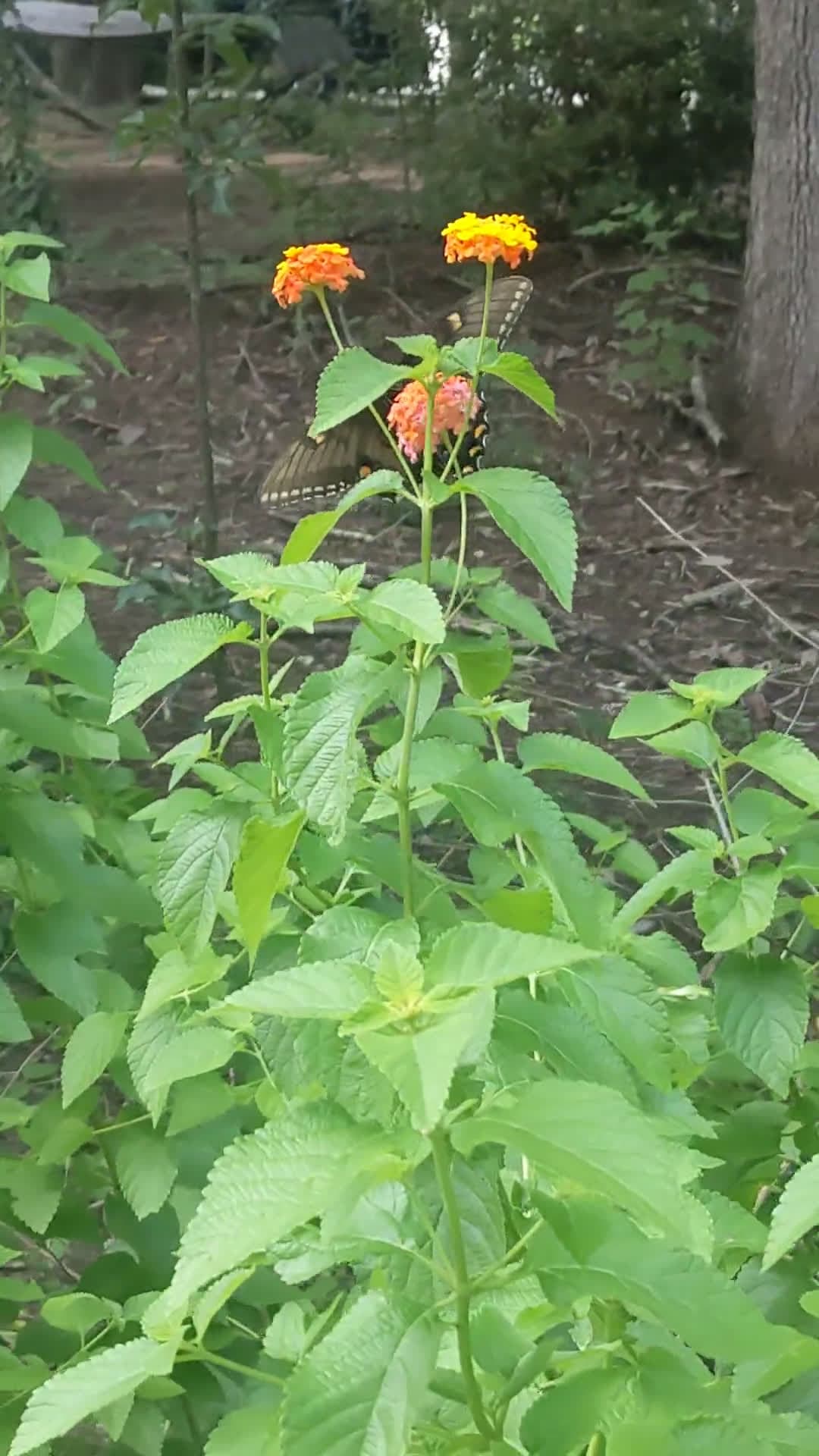 cover for Stunning Spicebush in full bloom 🌿😍 #NatureBeauty #Spicebush #Wildlife #Botany