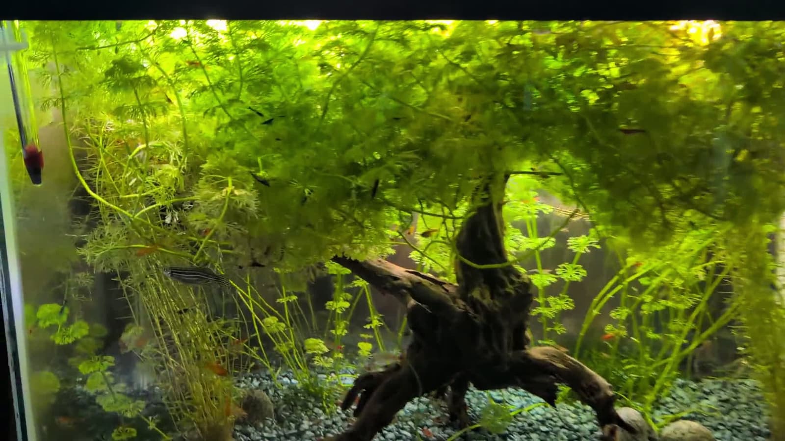 cover for Dive into a tiny underwater jungle—vibrant shrimp, lush plants, and tiny adventures 🦐🌿 #ShrimpTank #AquariumLife #ShrimpJungle #UnderwaterGarden
