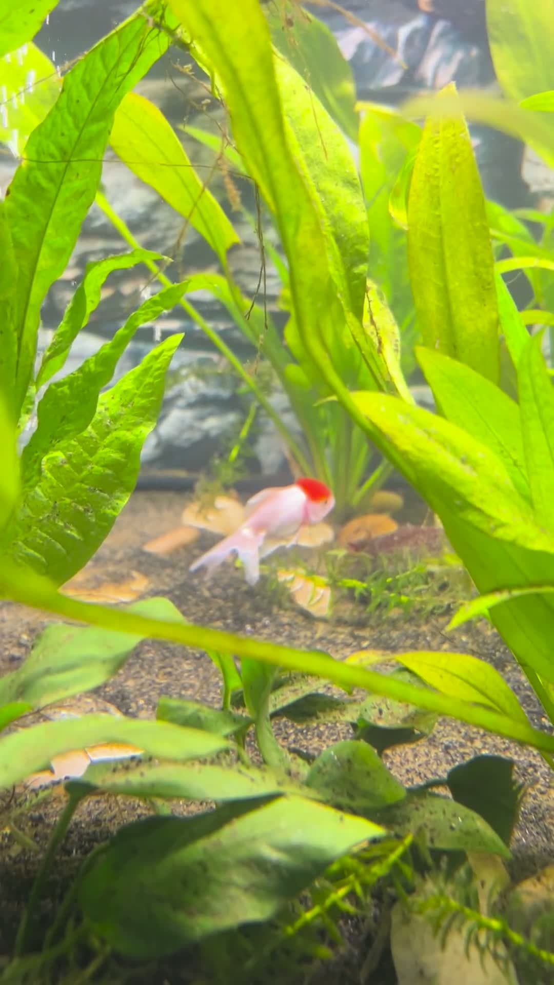 cover for Is this behavior normal for a red cap oranda? 🐟 #GoldfishCare #OrandaFish #AquariumLife