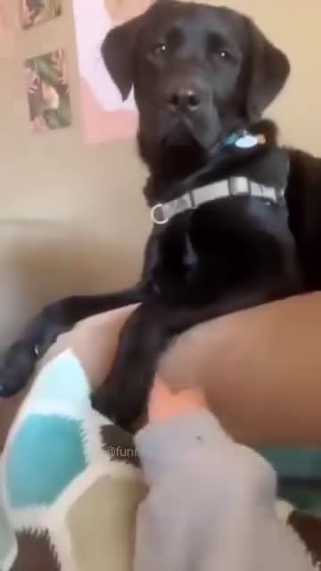 cover for Funny and cute dogs compilation #funnydog #cutedog #dogoftiktok #doglover #dog #dogoftiktok #foryoupage #funnypet #doggo #talkinganimals 237