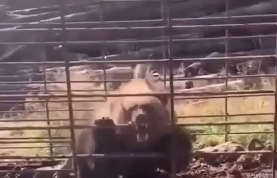 cover for Terrifying encounter with a rabid bear! 🐻⚠️ #Wildlife #Rabies #BearAttack #NatureAlert